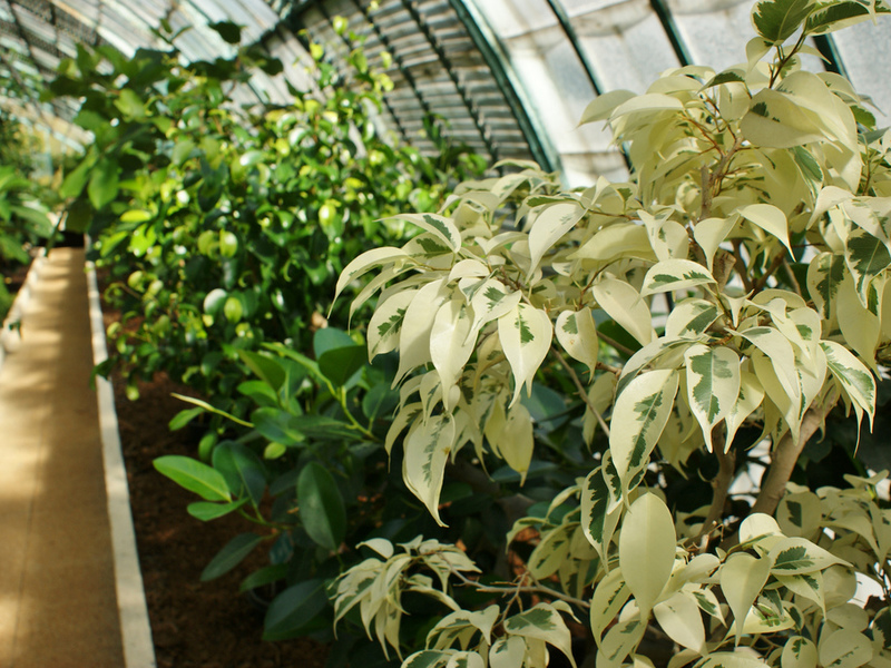 Ficus Benjamina - atendimento domiciliar