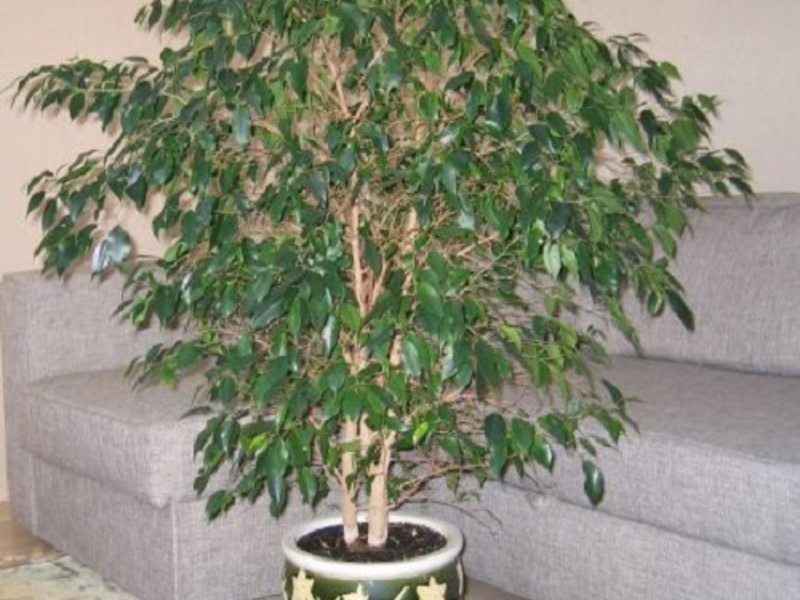 Làm thế nào để chăm sóc Ficus trong nhà