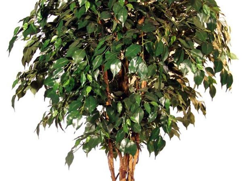 สายพันธุ์ Ficus Benjamin