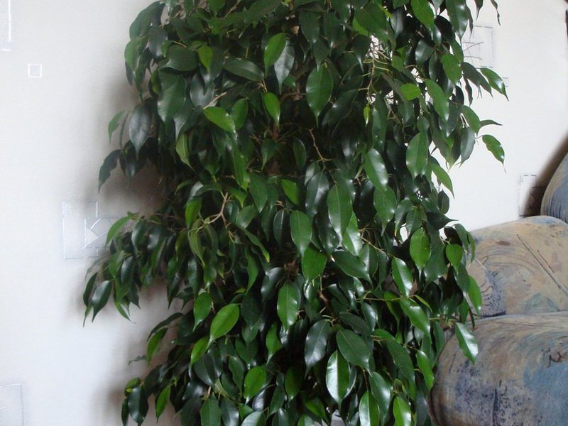 Ficus benjamin a házban