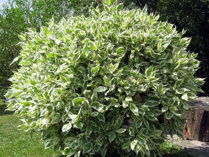 Ficus de interior