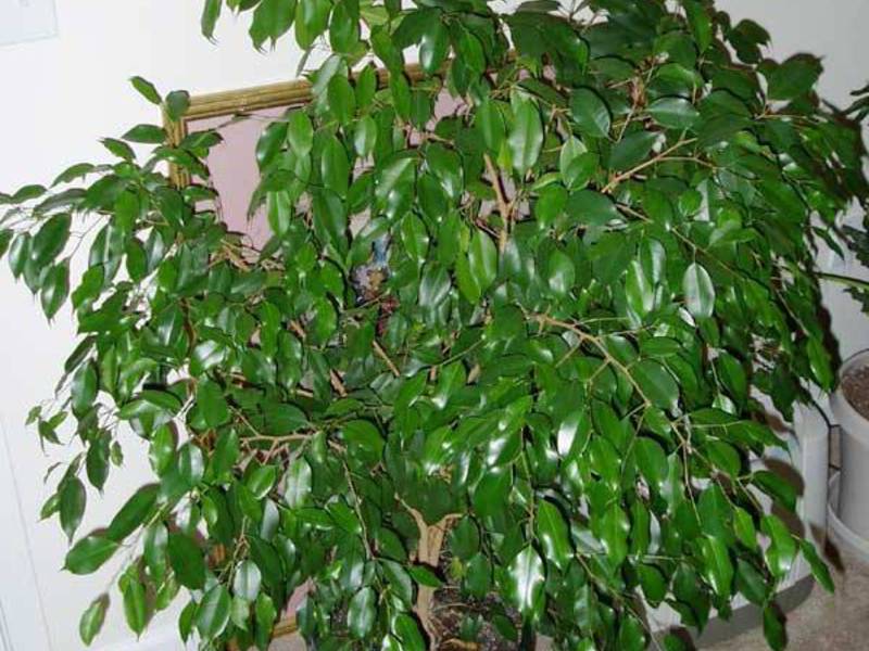 Especies de Ficus Benjamin