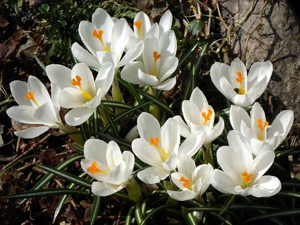 Mooie krokussenbloemen laten groeien