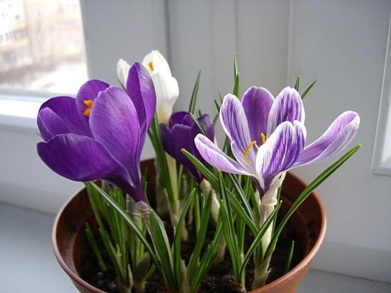 Crocus growing methods