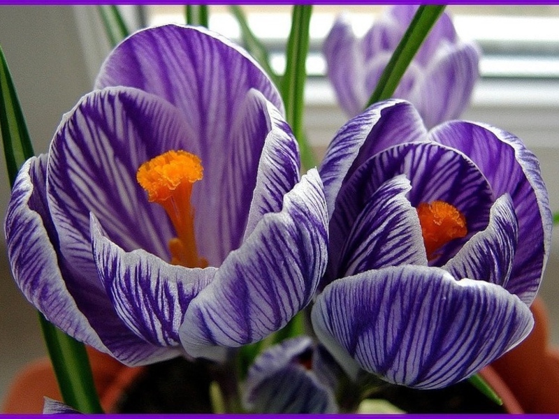 Flores de açafrão e seus tipos