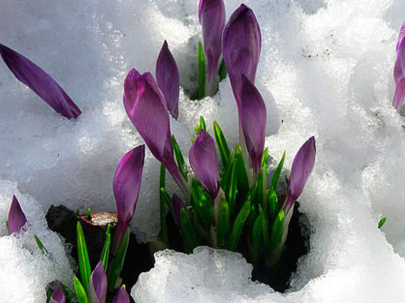 How to grow crocuses in an apartment