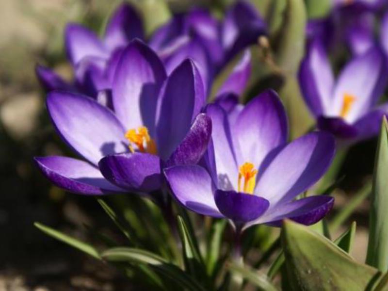 How crocuses bloom