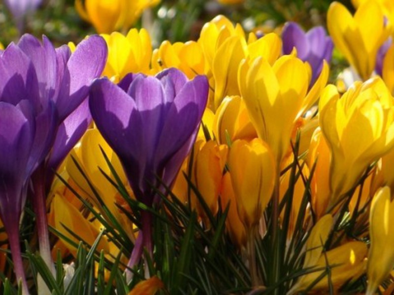 Crocus bloem beschrijving