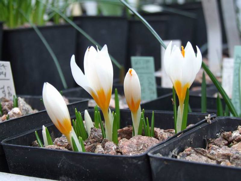 Wie man zu Hause Blumen züchtet