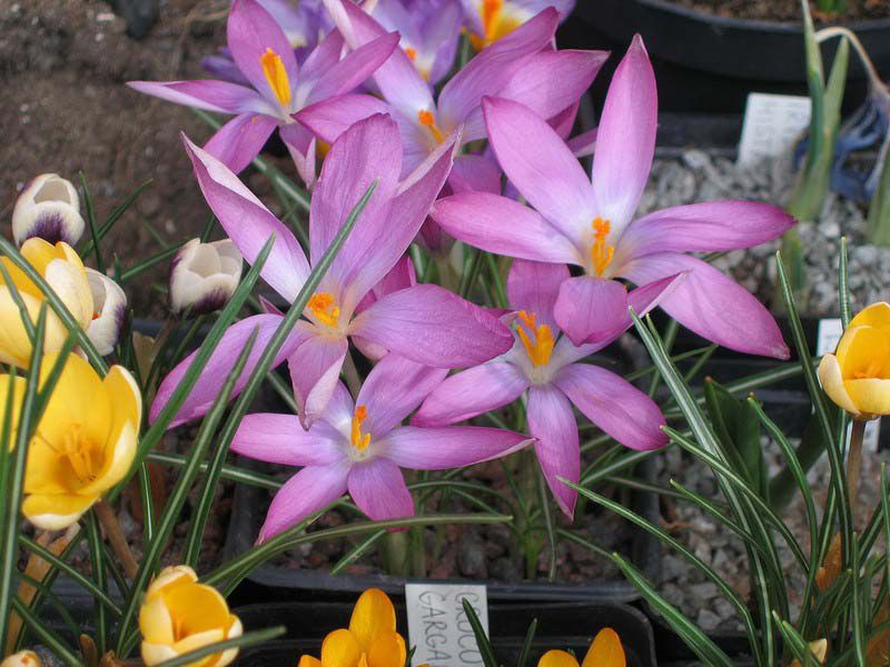 Crocus soorten