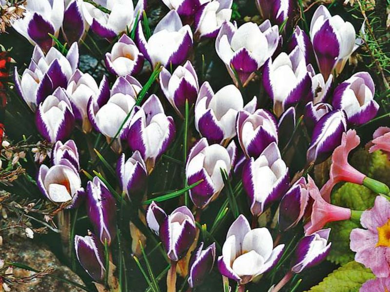 How to grow crocuses