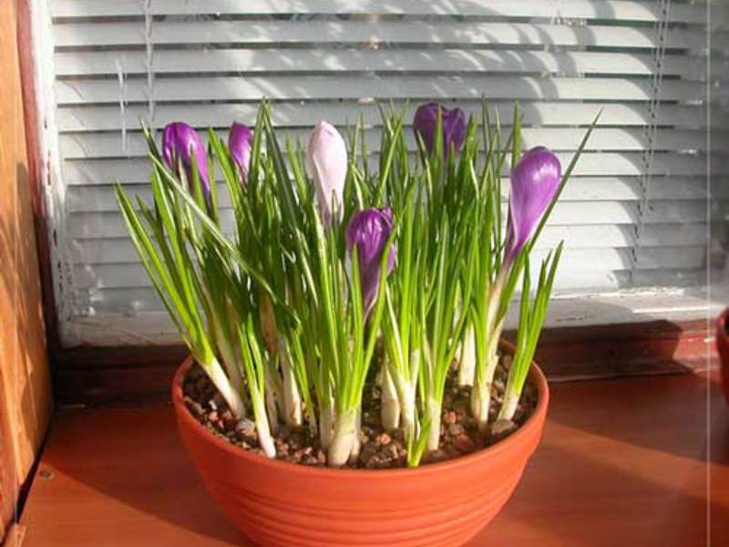 Conditions for growing crocuses