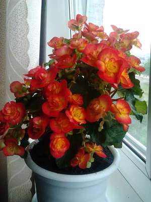 Growing begonias