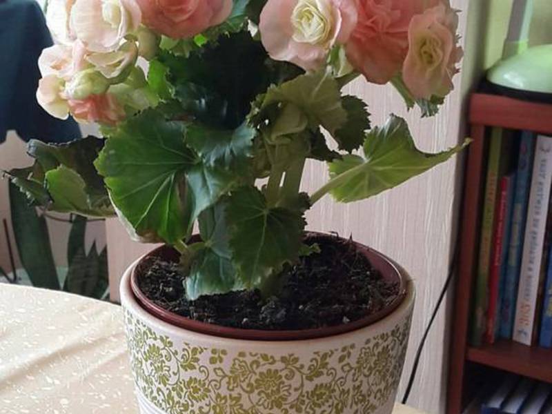 Begonia-transplantatie