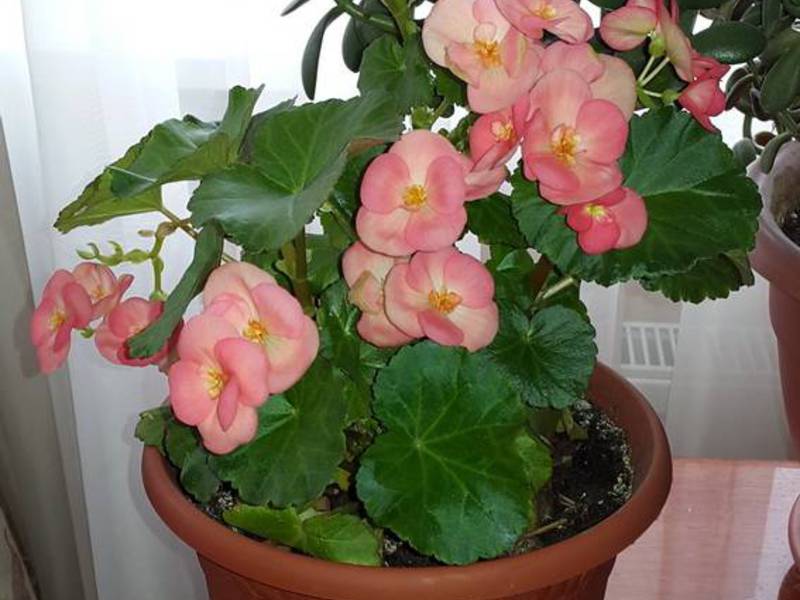 Propagación de begonias por esquejes.