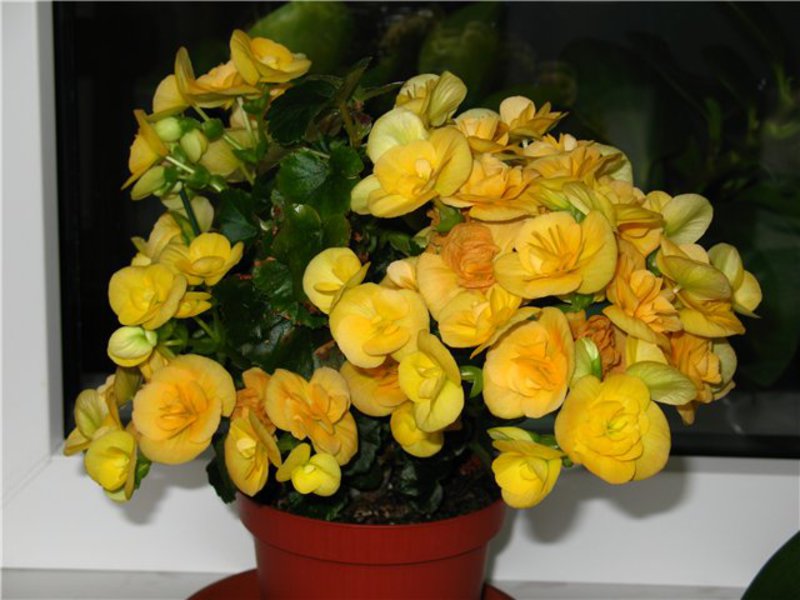 „Begonia Elatior“