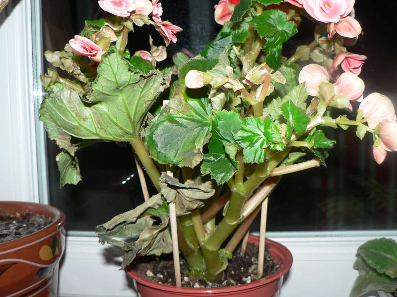 Propagación de begonias por esquejes.