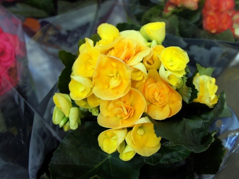 Como escolher uma flor para sua casa