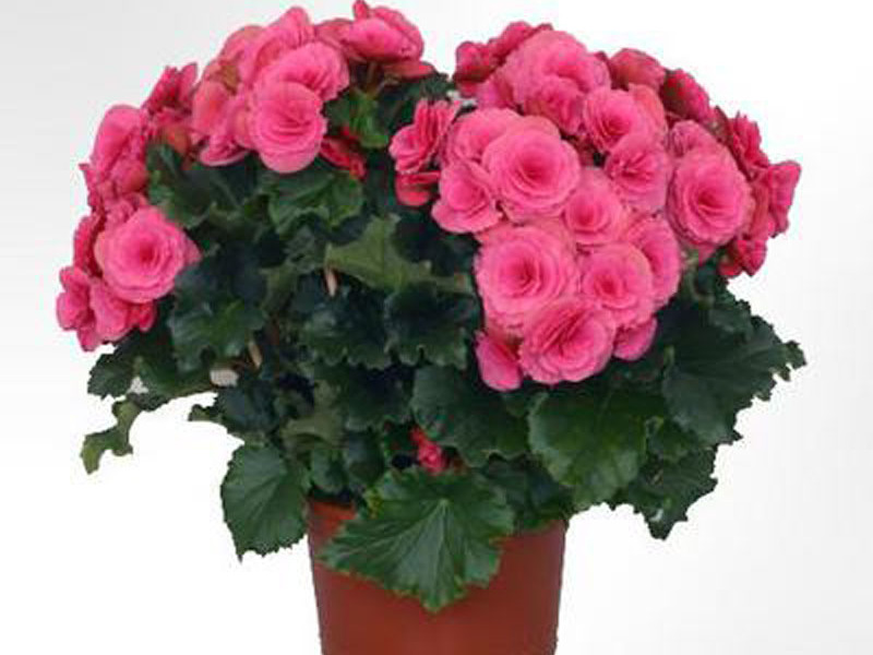 Aina kukkiva begonia