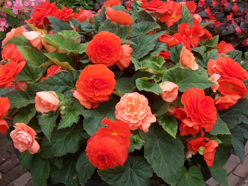 Voortplanting van begonia's door stekken