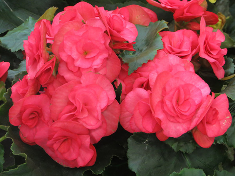 Hoe begonia groeit