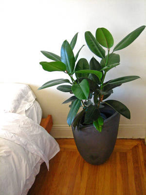 Ficus krondannelse