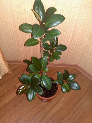 Taille du ficus