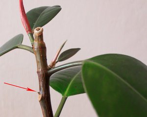 Τρόποι κοπής της κορώνας του ficus