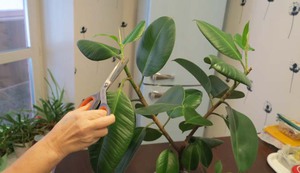 Règles d'entretien Ficus