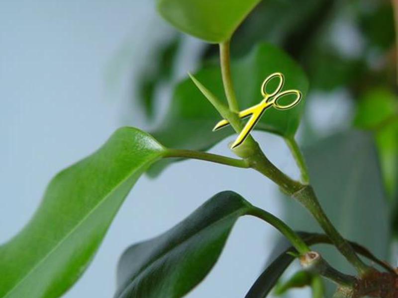 Cómo cultivar ficus correctamente