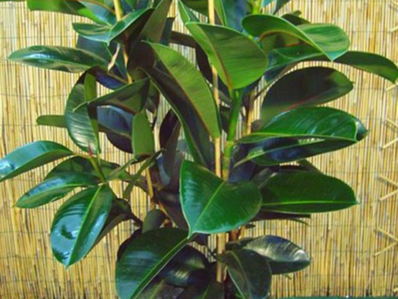 Ficus krondannelse