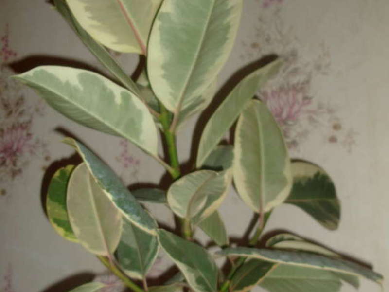 Hvordan man dyrker ficus