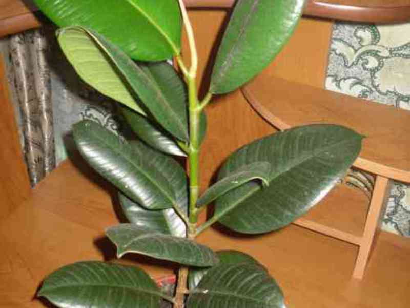 Ficus gommoso in crescita