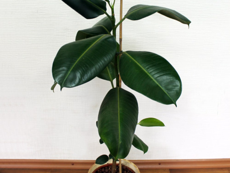 Ficus-kruunun muodostuminen