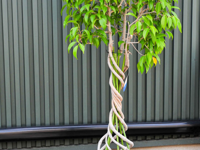 Cómo cultivar ficus en casa.