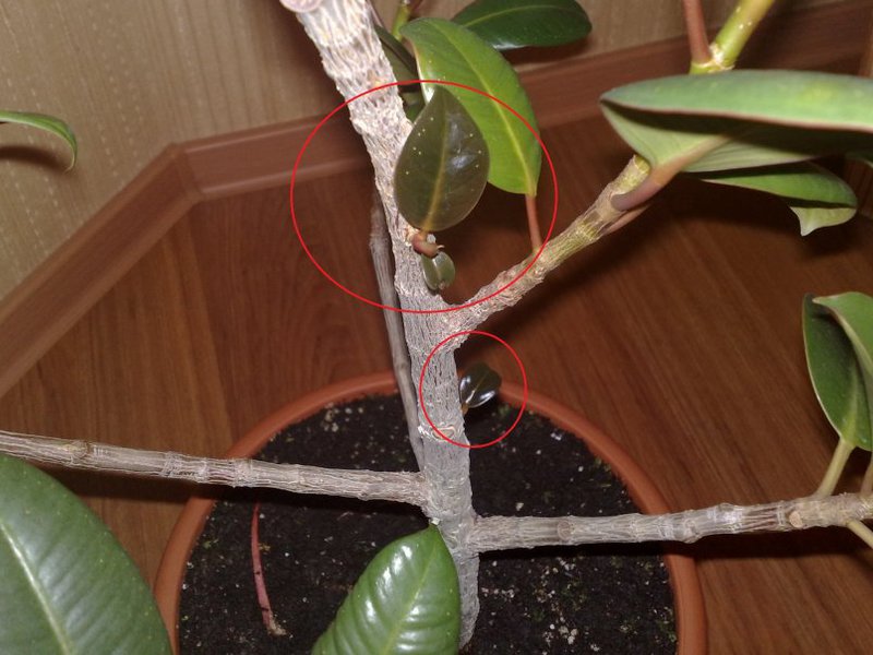 Regeln für die Pflege von Ficus