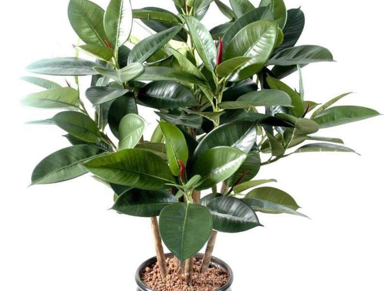 Hvilke forhold liker ficus?