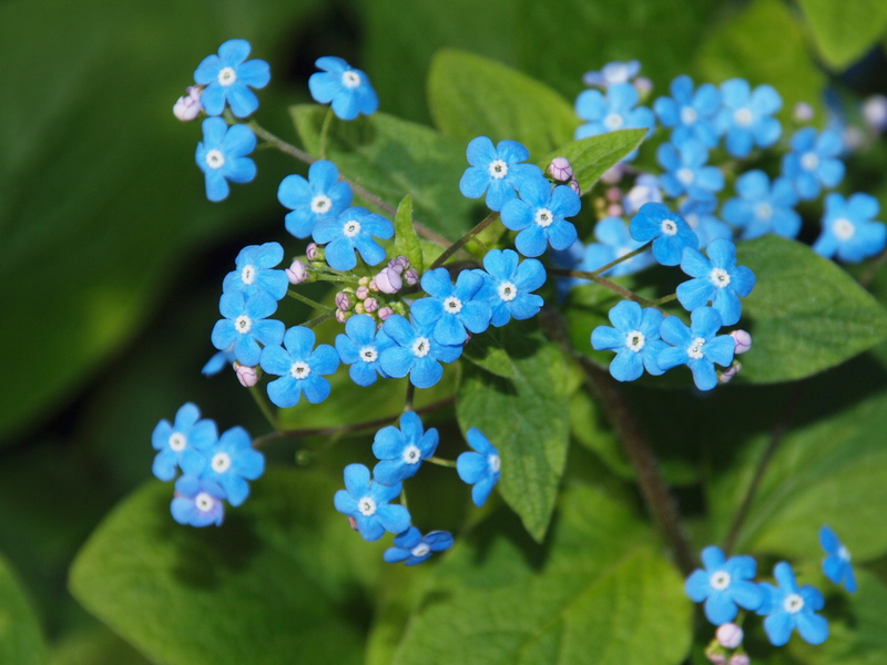 Charakterystyka brunnera wielkokwiatowego