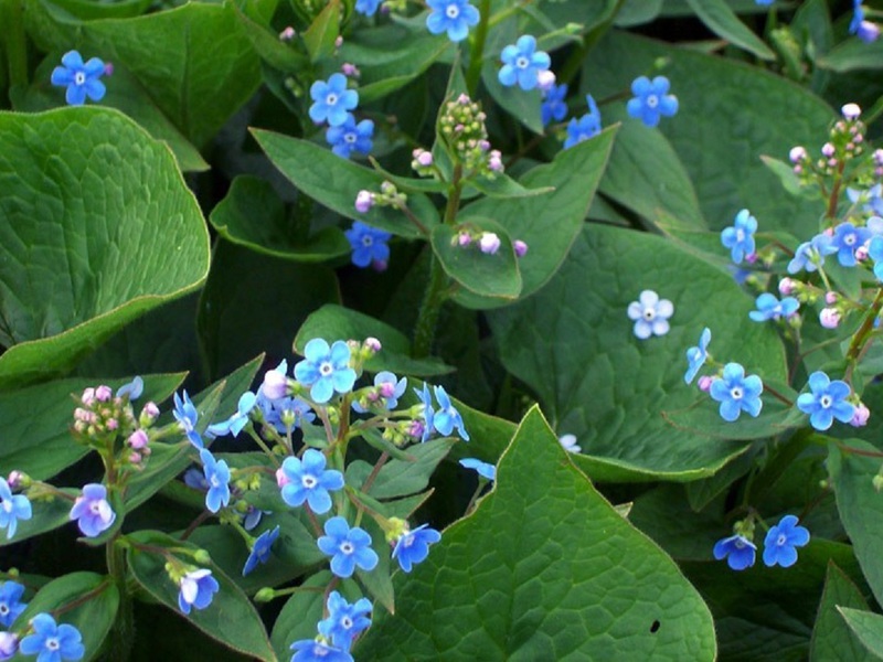 Widok i zalety syberyjskiego brunnera