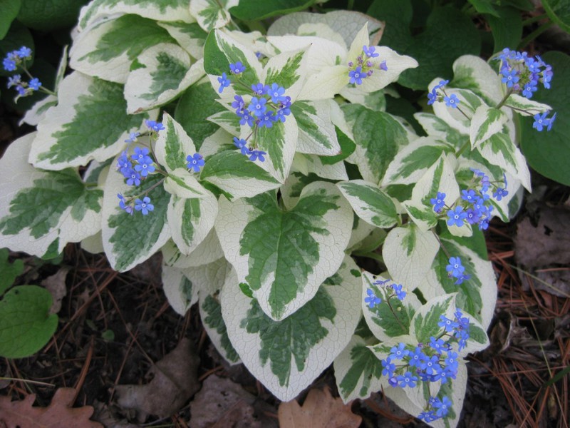 Vzhľad dlhoročného brunnera Variegata