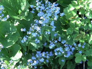 Charakteristika sibírskeho Brunnera