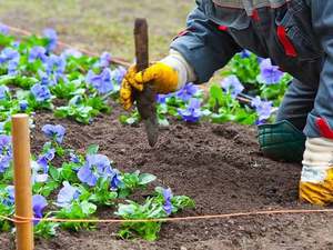 Nuanțele plantării brunnerului în câmp deschis