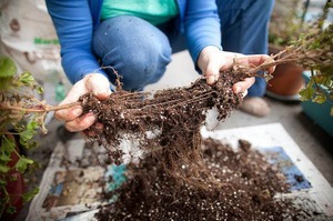 Descrierea metodei de reproducere a brunnerului prin împărțirea rădăcinii