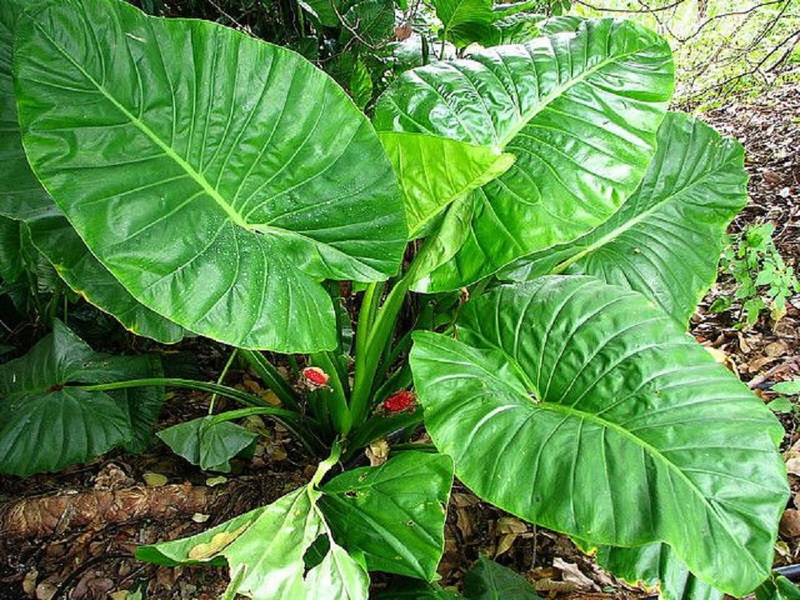 Caratteristiche dell'alocasia a foglia larga