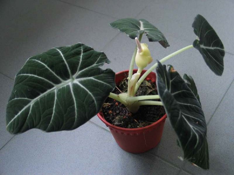 Descripció de les espècies florals d'alocasia Black Velvet