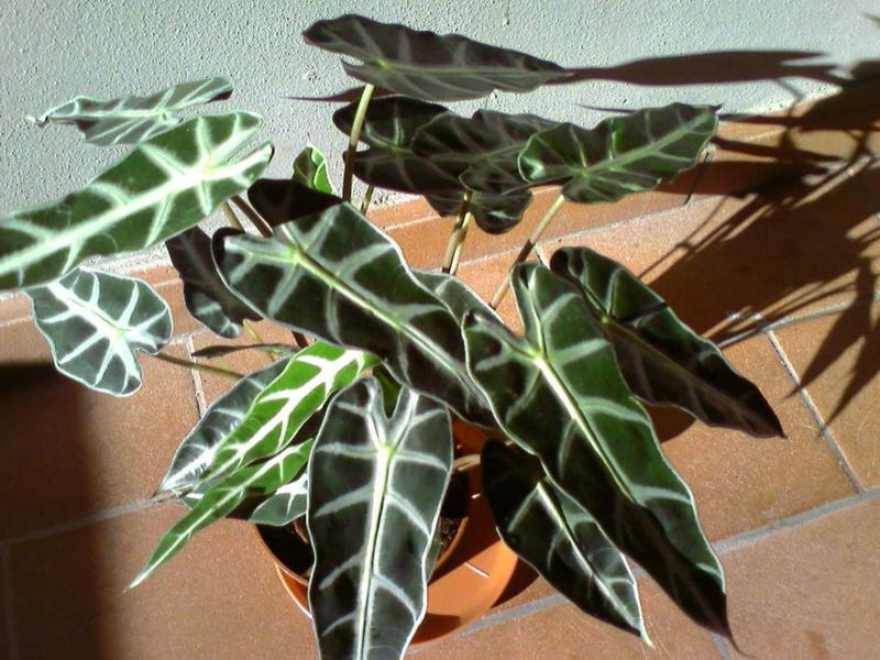 Egenskaper hos alocasia amazon plant