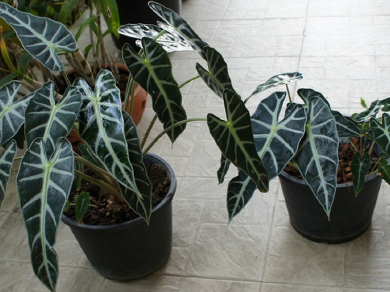 Caractéristiques de l'alocasia de Sander