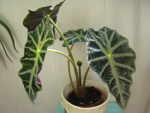 Beschrijving van alocasia-planten