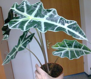 Reglas para cuidar la alocasia en casa.