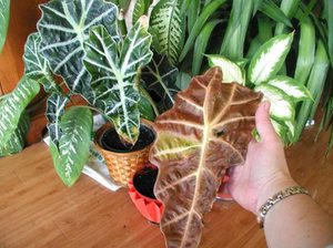 قائمة مشاكل Alocasia وكيفية إصلاحها